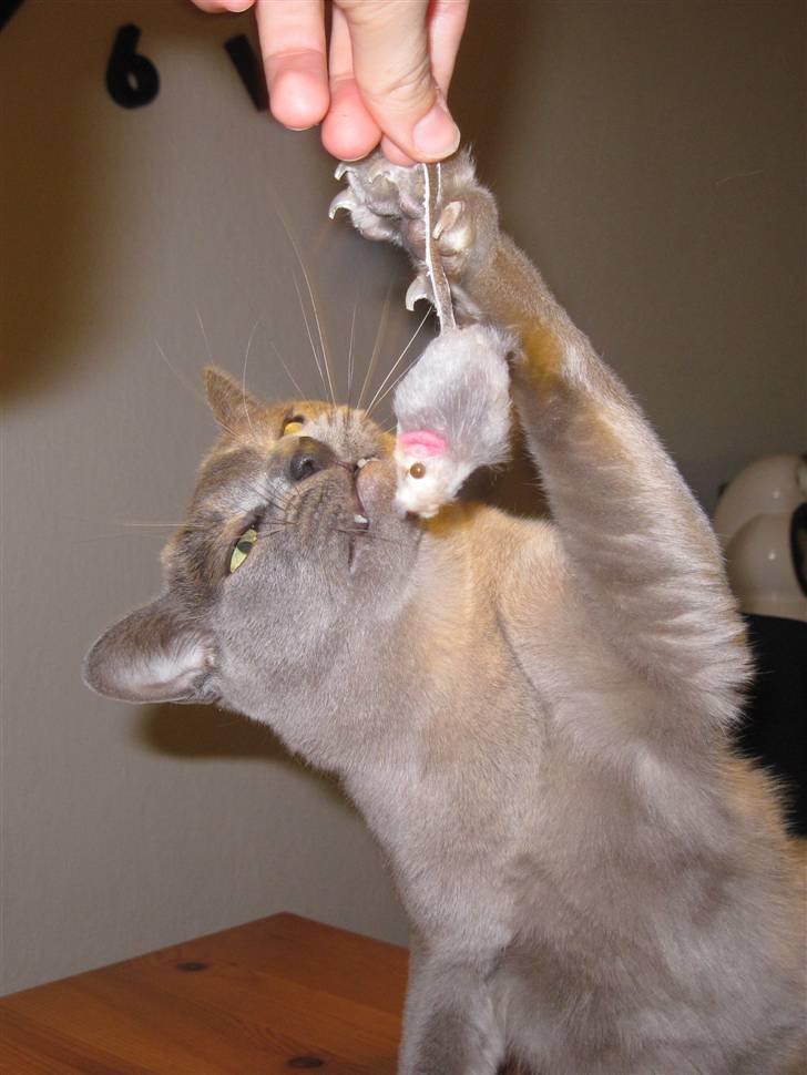 Burmeser Charlie billede 16