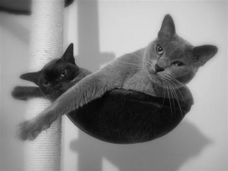 Burmeser Charlie billede 17