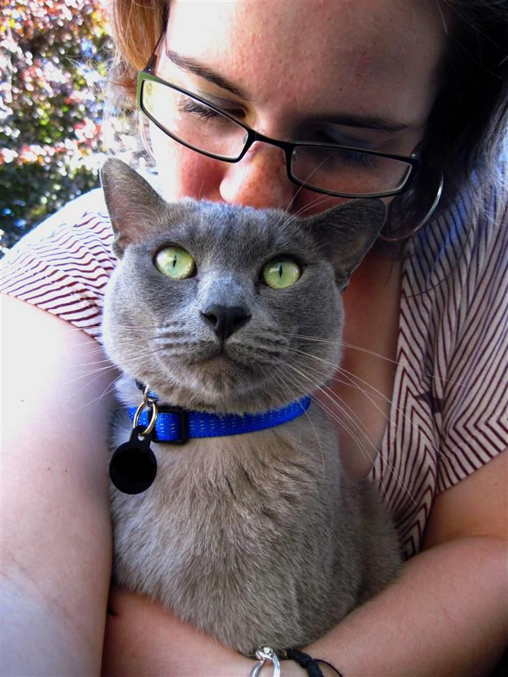 Burmeser Charlie billede 18