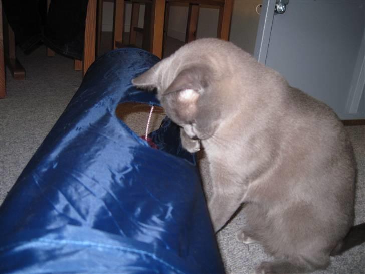 Burmeser Charlie billede 19