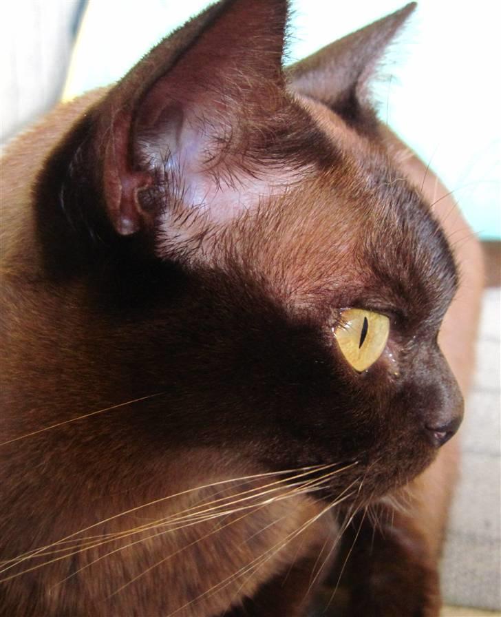 Burmeser Bailey billede 1