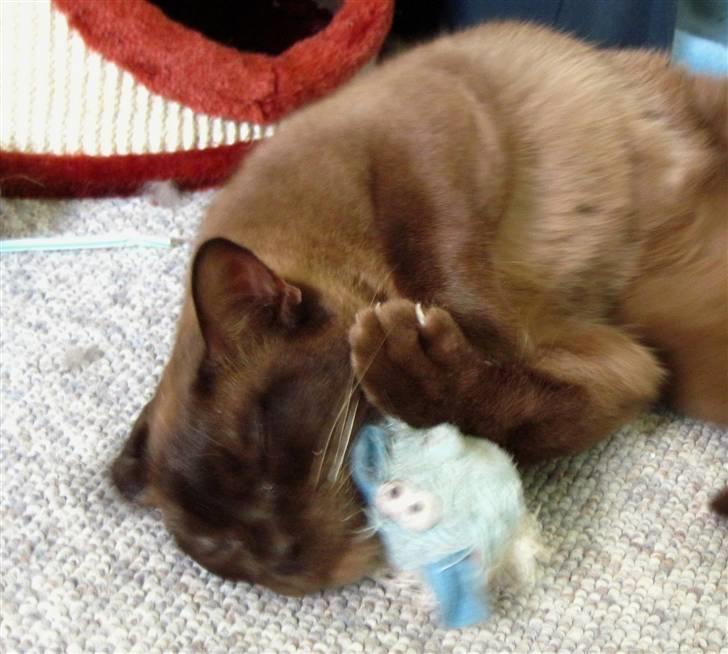 Burmeser Bailey billede 3