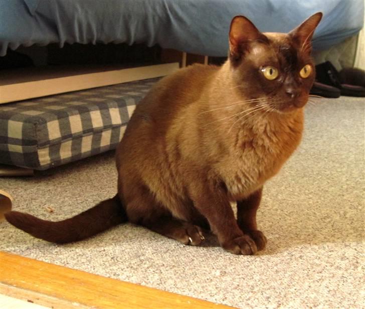 Burmeser Bailey billede 4