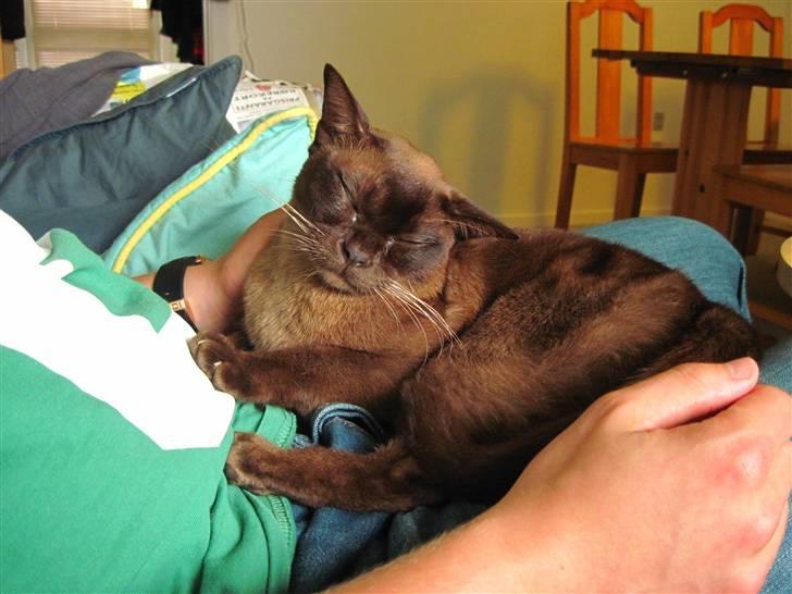 Burmeser Bailey billede 5