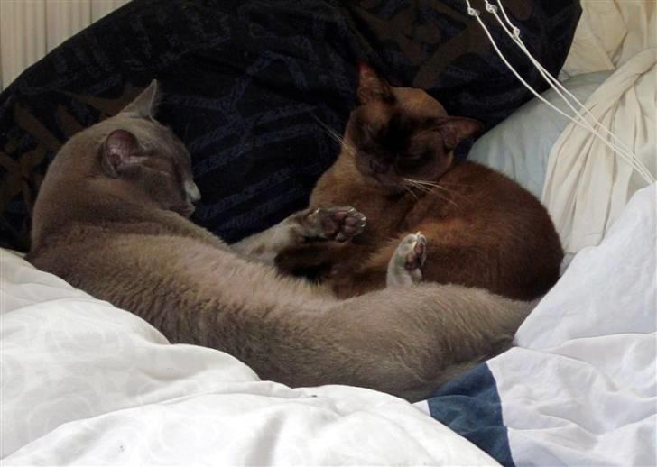 Burmeser Bailey billede 6