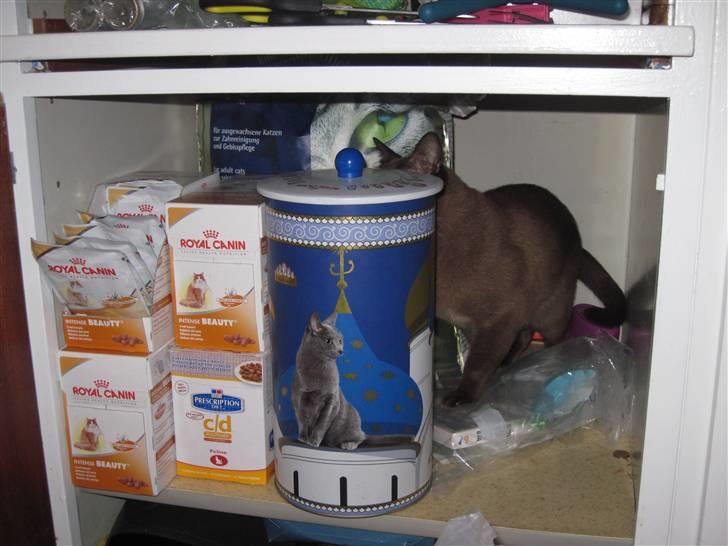 Burmeser Bailey billede 7