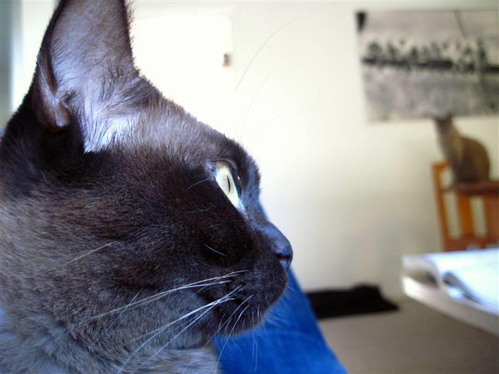 Burmeser Bailey billede 8