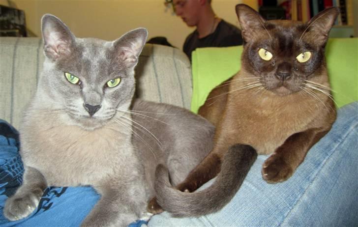 Burmeser Bailey billede 9