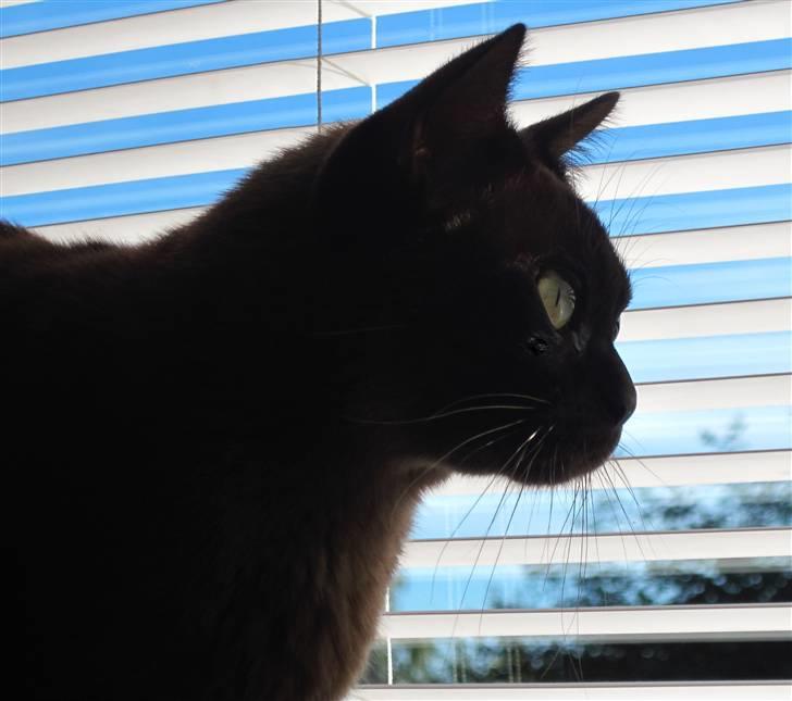 Burmeser Bailey billede 10