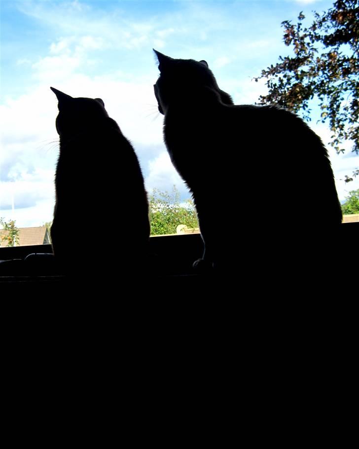 Burmeser Bailey billede 11