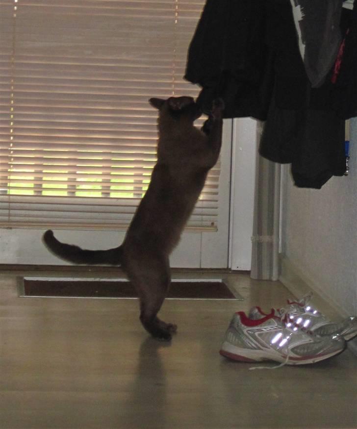 Burmeser Bailey billede 12