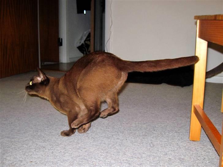 Burmeser Bailey billede 13