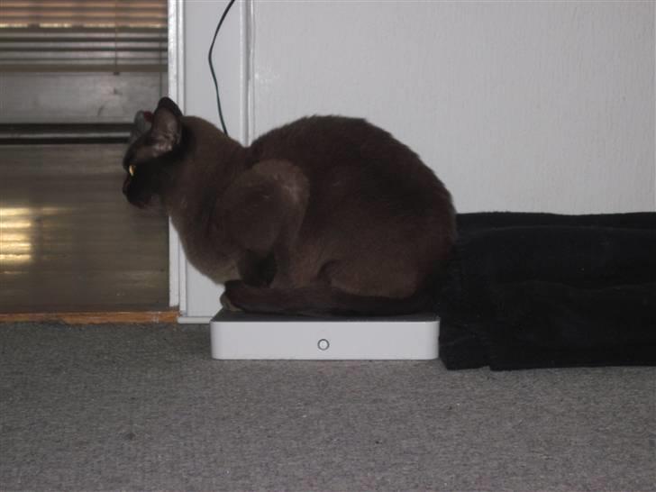 Burmeser Bailey billede 14