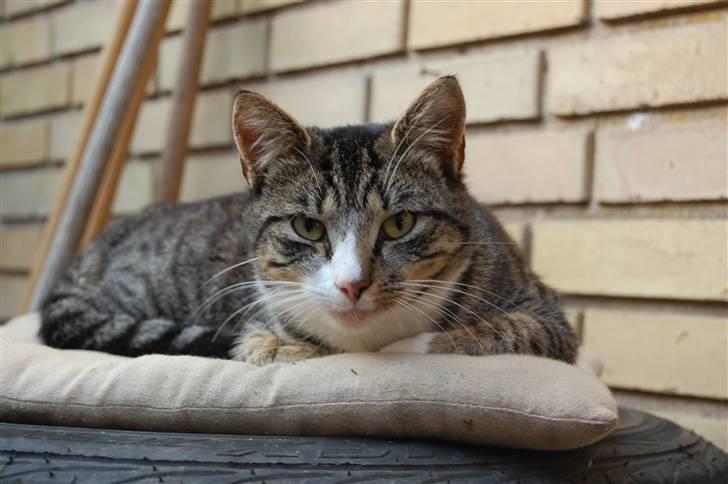 Huskat SIGO* - Bedstemors kat billede 2