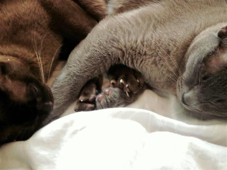 Burmeser Bailey billede 15