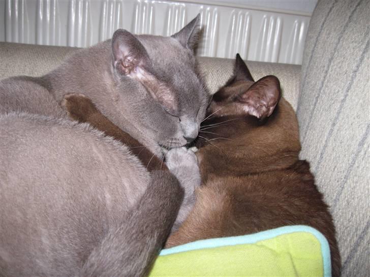 Burmeser Bailey billede 16