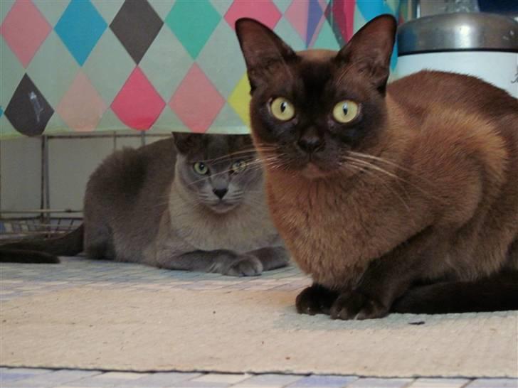 Burmeser Bailey billede 18