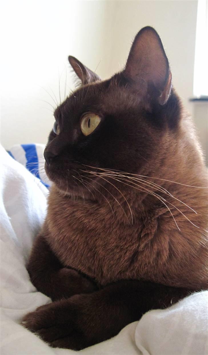 Burmeser Bailey billede 19