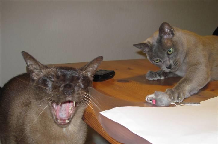 Burmeser Bailey billede 20