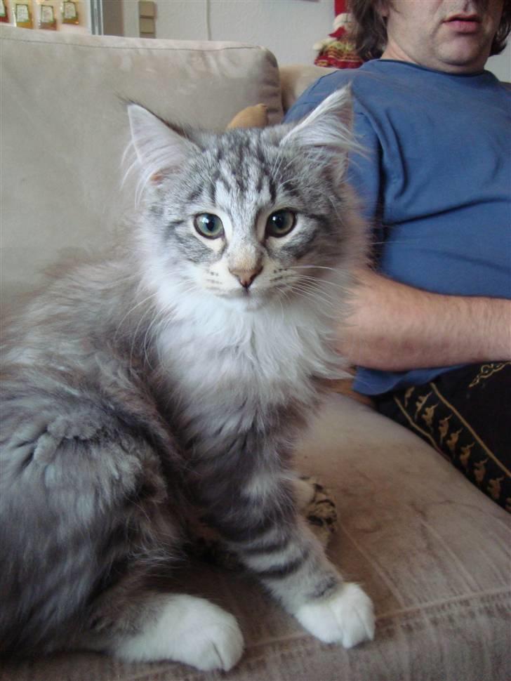 Norsk Skovkat †Darwin von der Bohlkate† billede 8