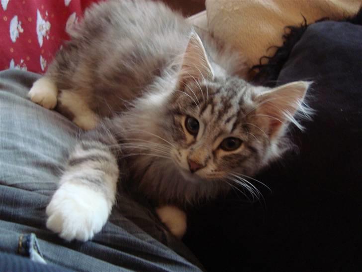 Norsk Skovkat †Darwin von der Bohlkate† billede 9