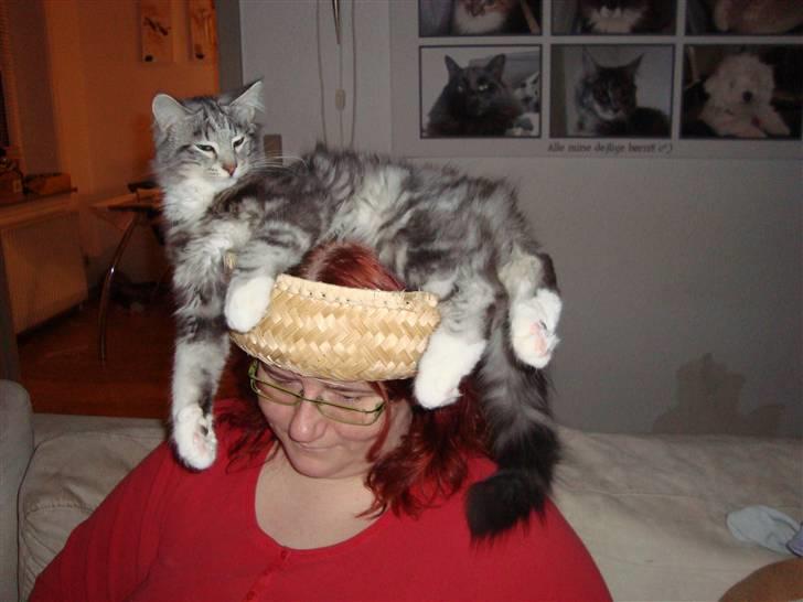 Norsk Skovkat †Darwin von der Bohlkate† billede 10