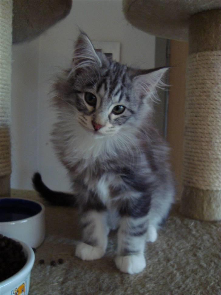 Norsk Skovkat †Darwin von der Bohlkate† billede 11