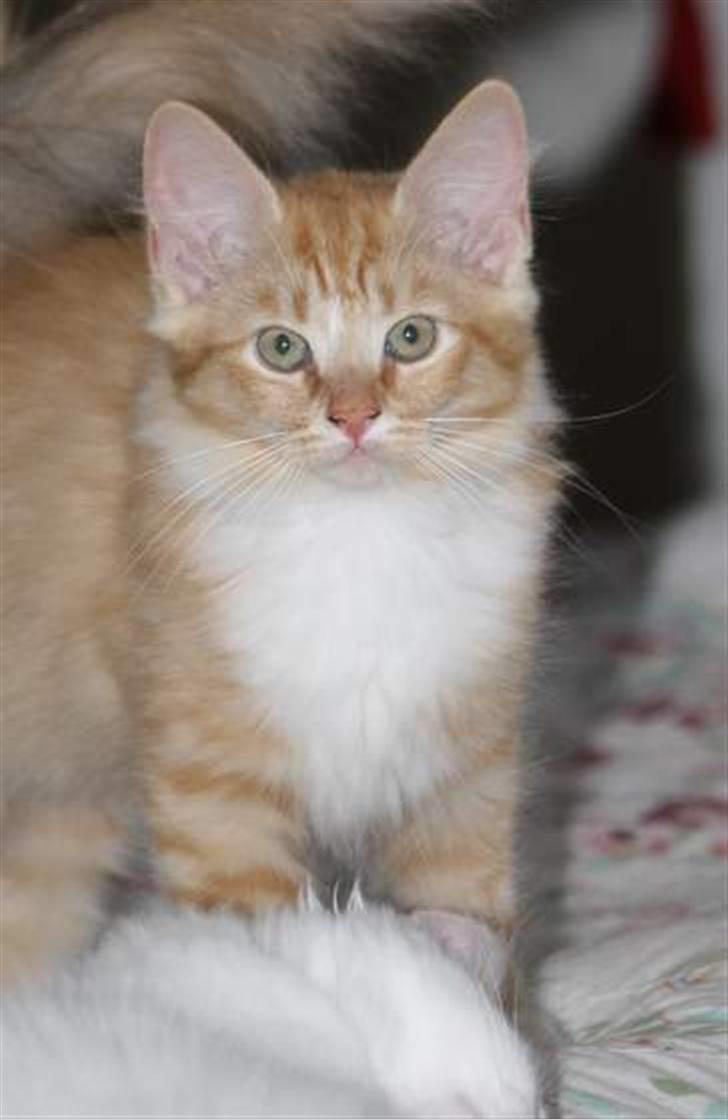 Blanding af racer Mitho's Aslan - Goddag, jeg hedder Aslan :) billede 1