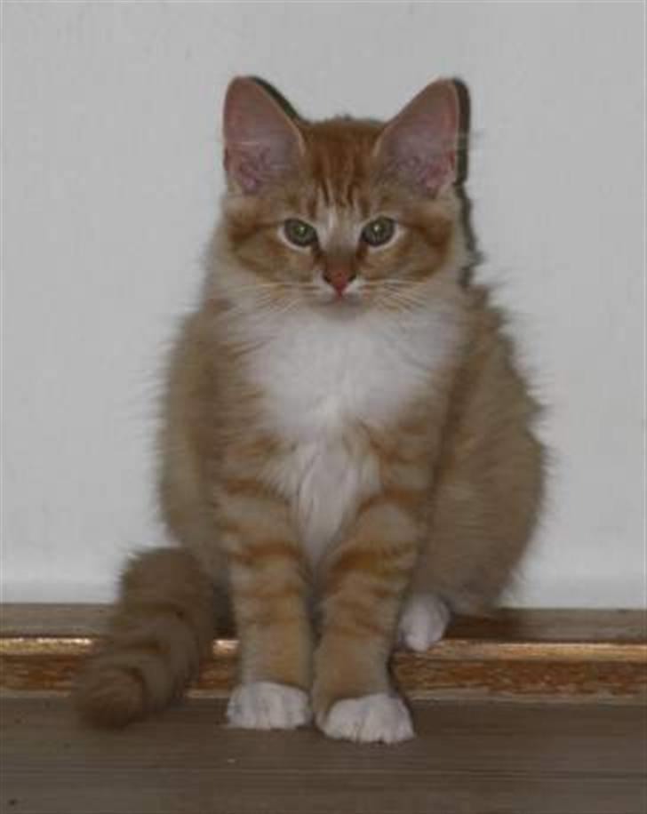 Blanding af racer Mitho's Aslan - For´ jeg er lækker, lækker... billede 2