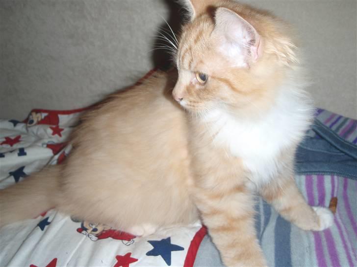 Blanding af racer Mitho's Aslan - Hvad sker der derovre? billede 4