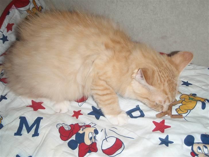 Blanding af racer Mitho's Aslan - Har der siddet en anden kat her ? billede 5