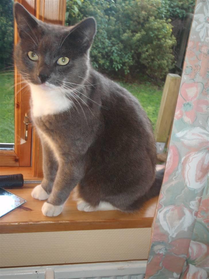 Huskat Pjokke *RIP* billede 5