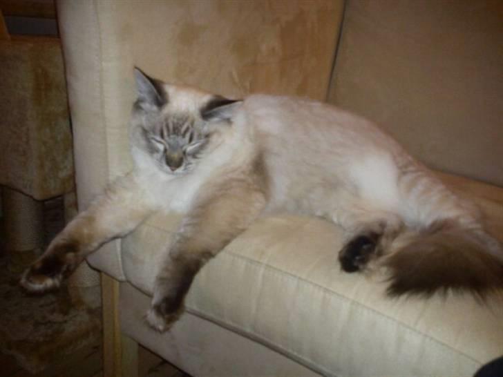 Ragdoll Poul - Poul der er meget træt efter en badetur... billede 1