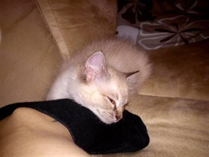 Ragdoll Poul - Synes det er så skønt at sove op af "mors" fødder! billede 2