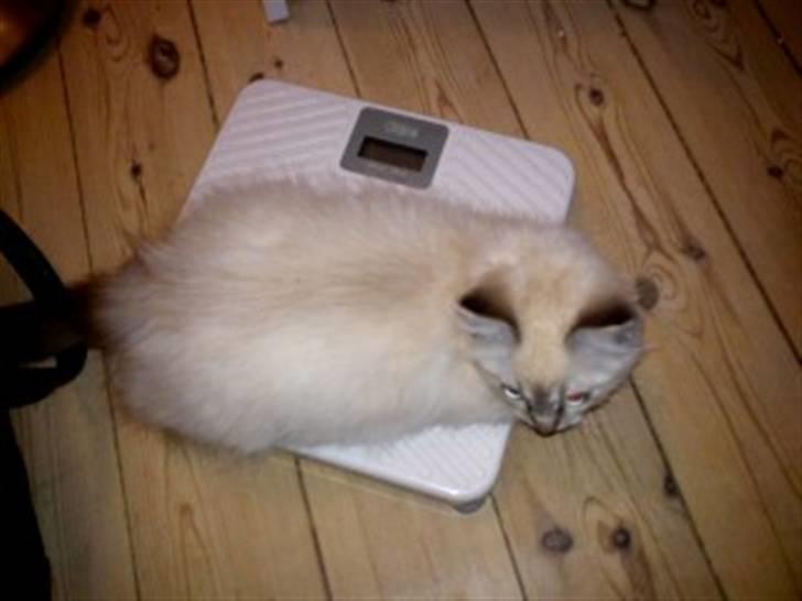 Ragdoll Poul - Badevægten er et fantastisk sted at ligge på lur efter Soma! billede 3