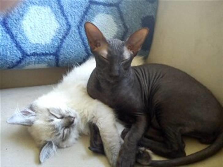 Ragdoll Poul - Så er der dømt hygge med Soma (der lige har slikket hende helt ren) billede 4