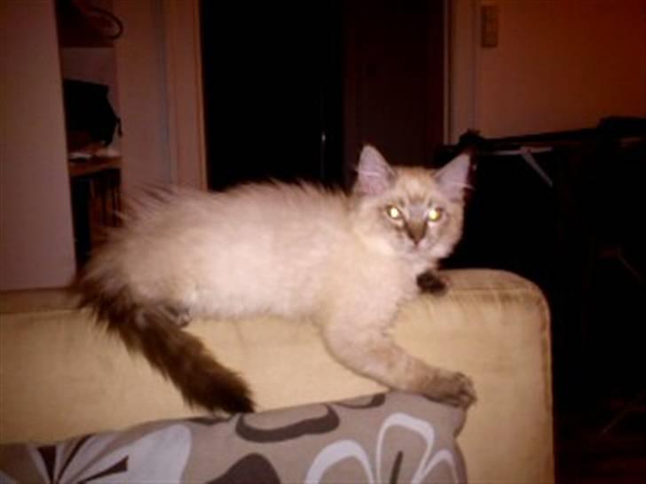 Ragdoll Poul - Finder de underligste steder at sove!  billede 5