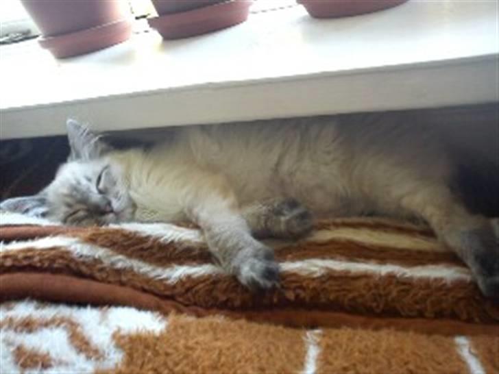 Ragdoll Poul - Hygge på yndlingstæppet! billede 6