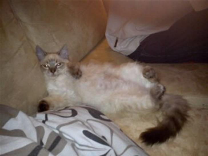 Ragdoll Poul - Tykke faldt omkuld og viser igen sin tykke mave! billede 7