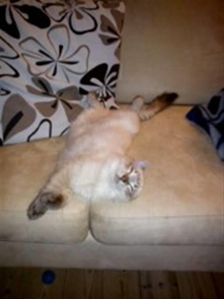 Ragdoll Poul - Tykke ligger på de mærkligste måder!  billede 8