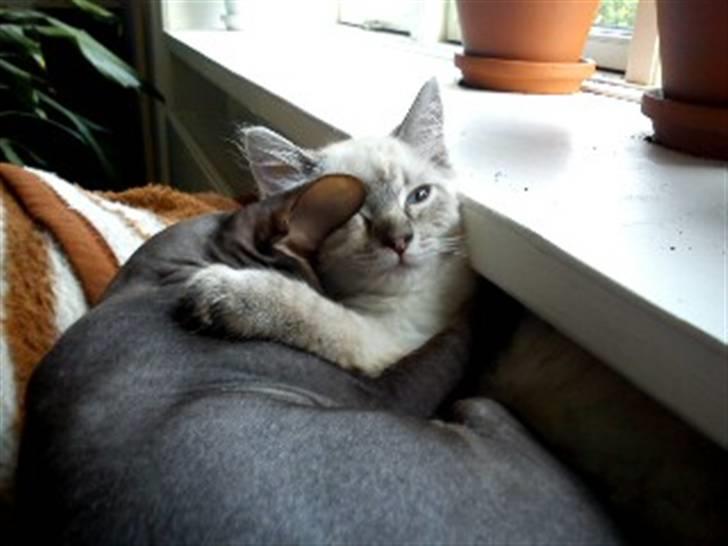 Ragdoll Poul - Hygge på yndlingstæppet med Soma! billede 9