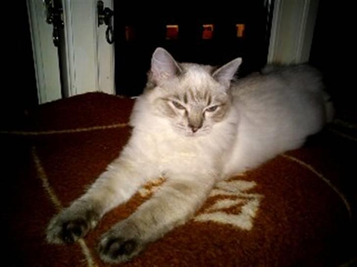 Ragdoll Poul - "Det er så dejligt at strække sine forben"  billede 10