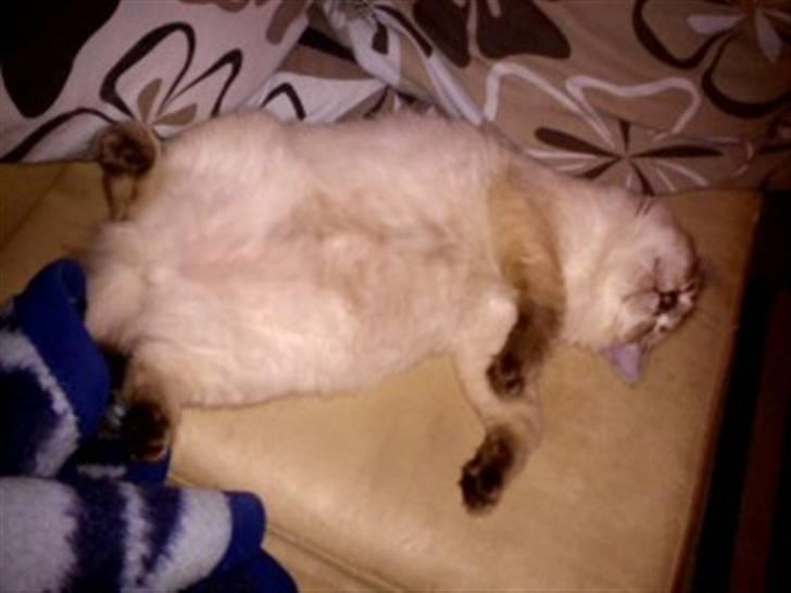 Ragdoll Poul - Hvad skal man sige? Hun smider sig bare på de underligste måder!  billede 11