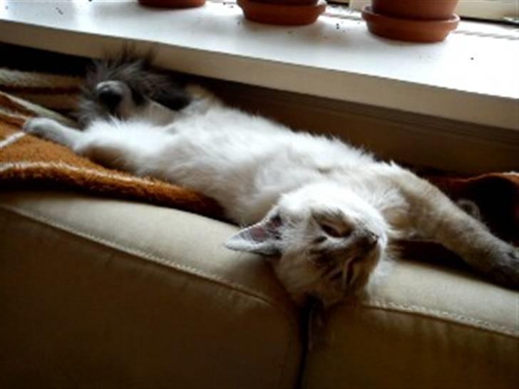 Ragdoll Poul - "Hmmm hvor lang mon jeg kan blive?" billede 12