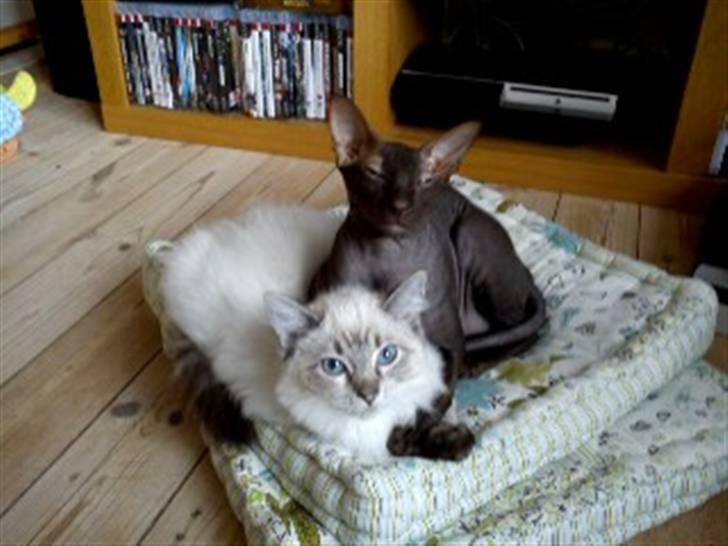 Ragdoll Poul - Hygge på puden med Soma! billede 13