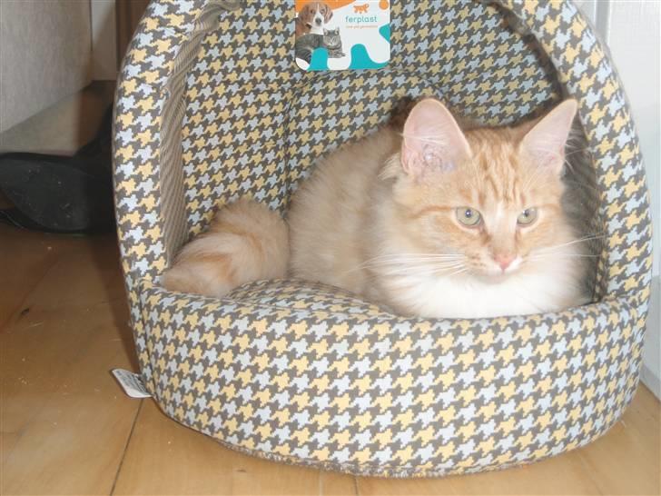 Blanding af racer Mitho's Aslan billede 10