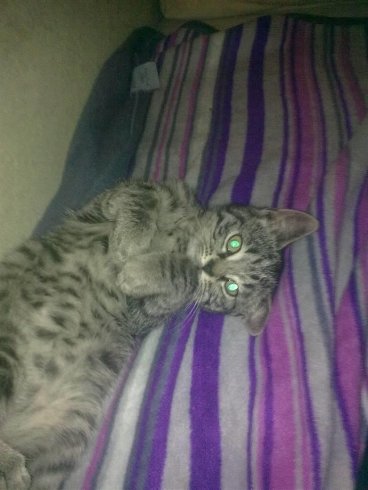 Huskat BabyMis billede 1