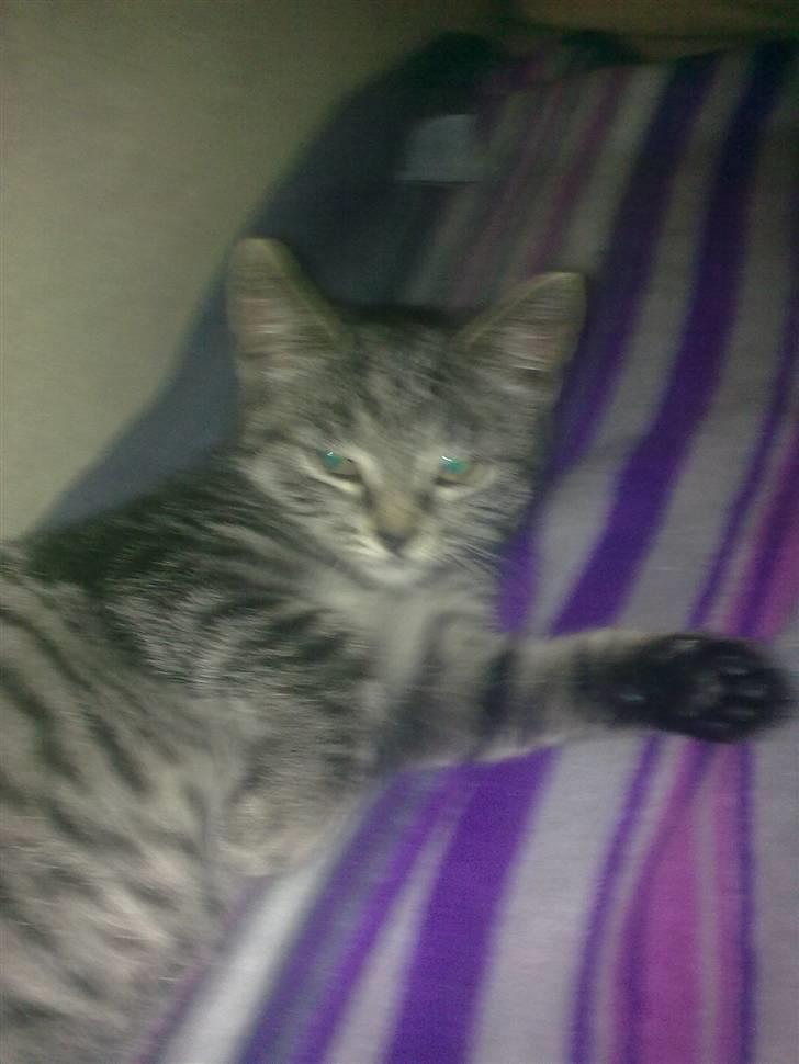 Huskat BabyMis billede 2