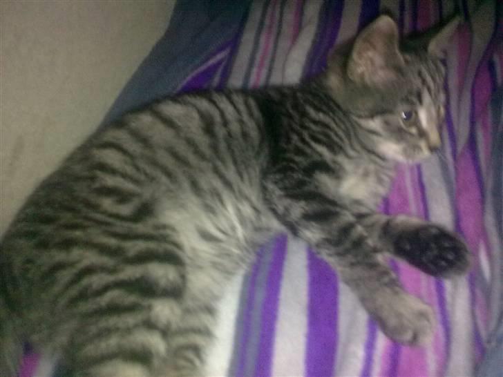 Huskat BabyMis billede 3