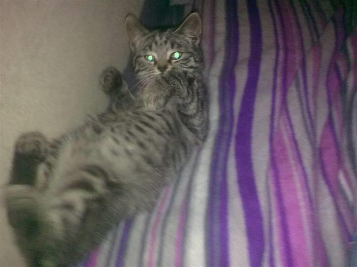 Huskat BabyMis billede 4